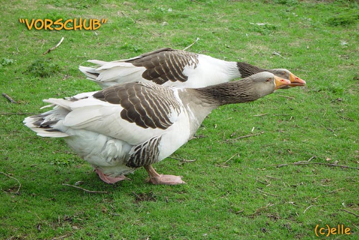 Vorschub