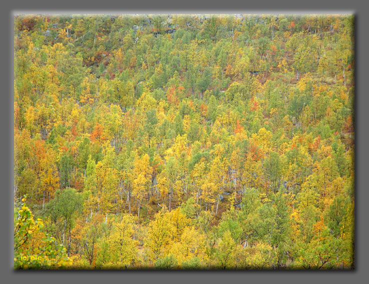 Lappland im Herbst 2003 - Elles Sicht