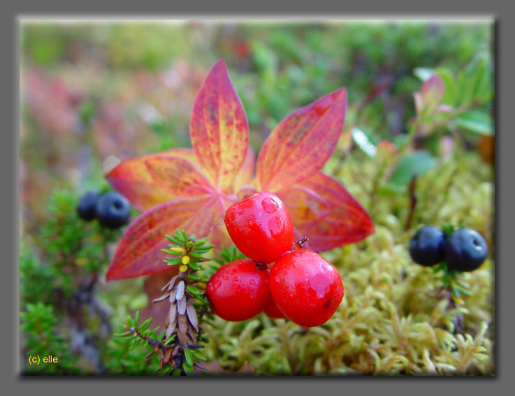 Lappland im Herbst 2003 - Elles Sicht