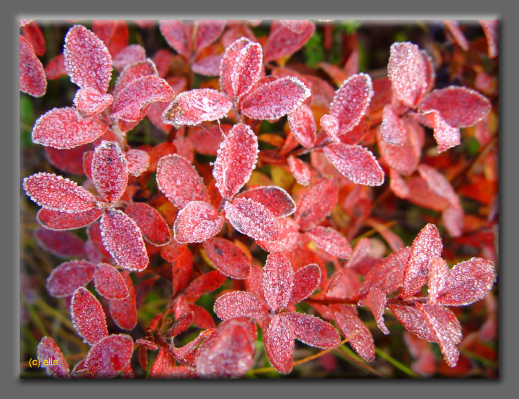 Lappland im Herbst 2003 - Elles Sicht