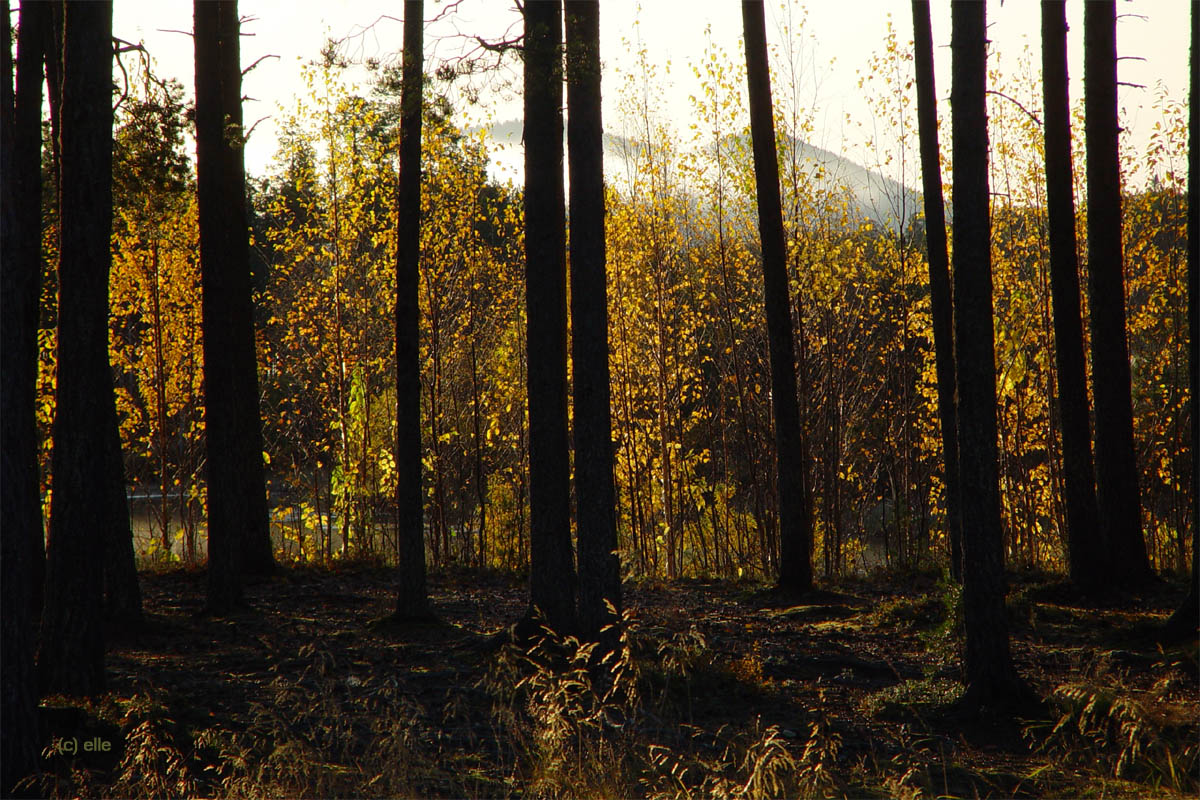 Jokkmokk - Sonnenaufgang am Lulelv