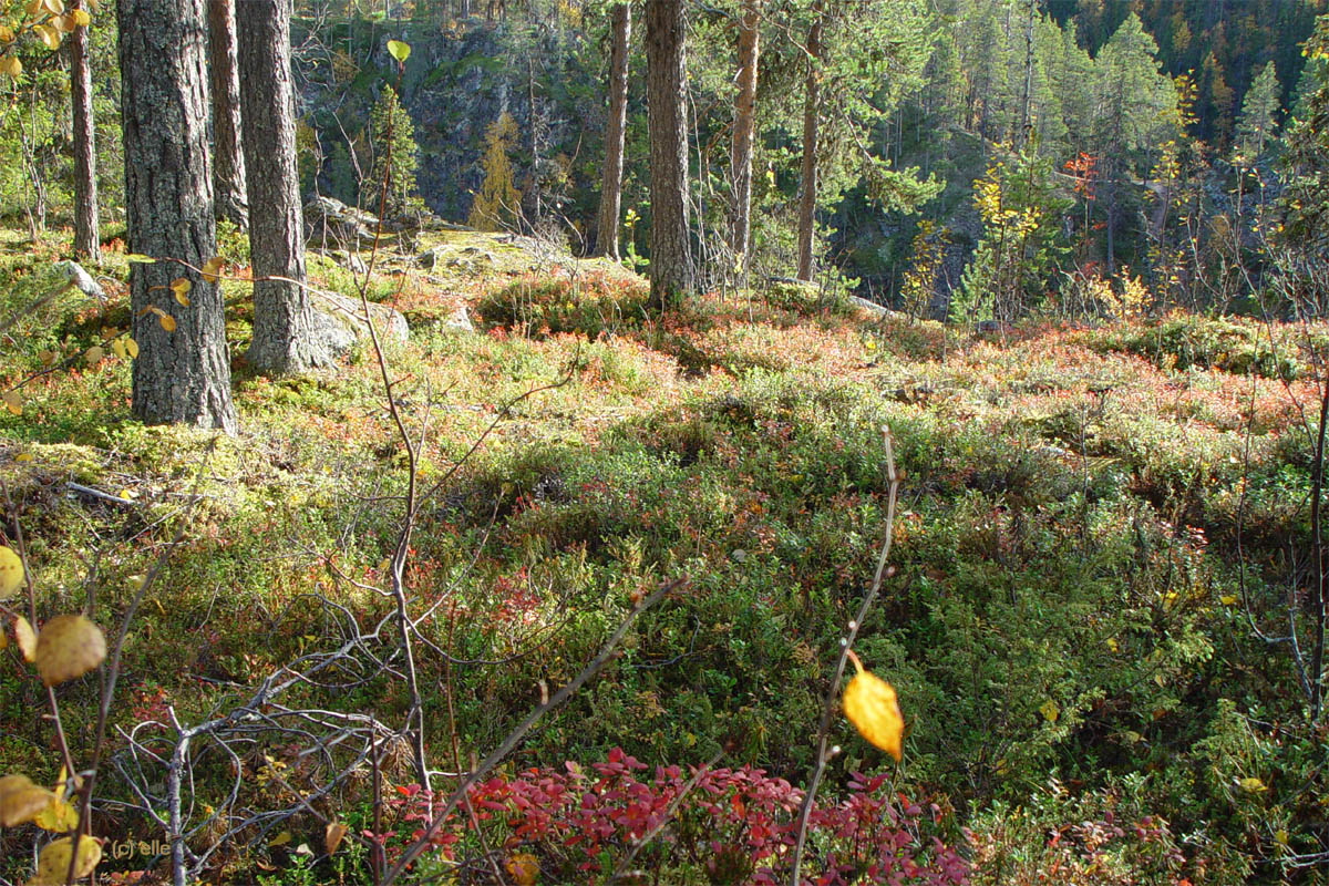 Masugnsbyn - Naturreservat mit Canyon