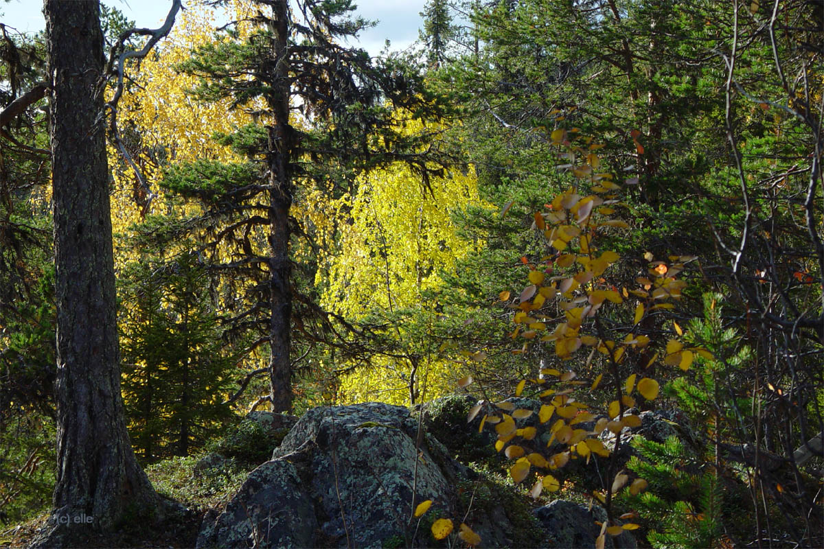 Masugnsbyn - Naturreservat mit Canyon