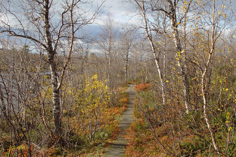 Nikkaluokta - Kebnekaise in Sicht