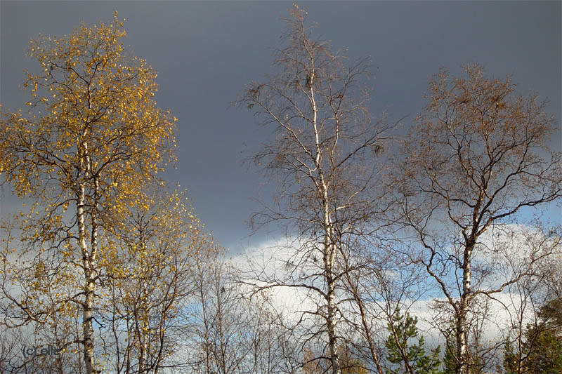 Nikkaluokta - Kebnekaise in Sicht