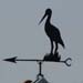 Storch