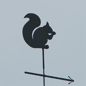 Eichhörnchen